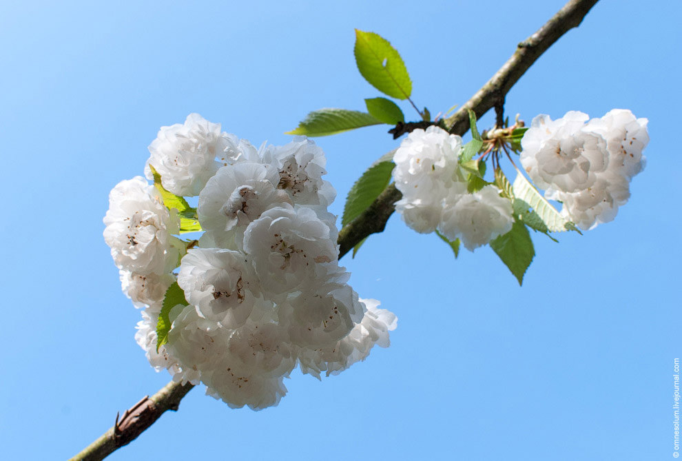 Цветение сакуры во Франции Цветение сакуры во Франции