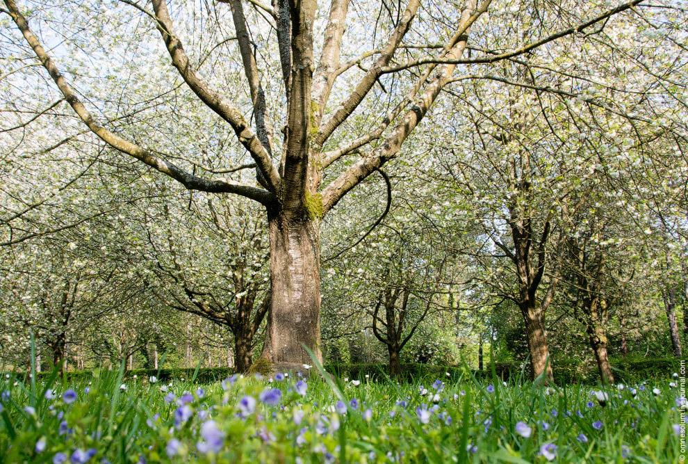 Цветение сакуры во Франции Цветение сакуры во Франции