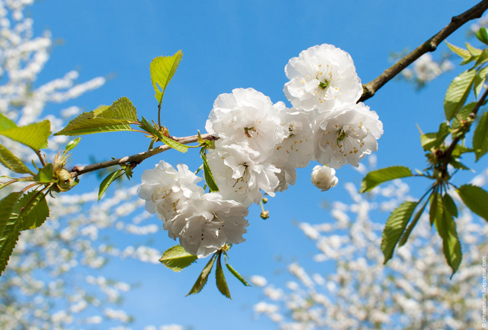 Цветение сакуры во Франции Цветение сакуры во Франции
