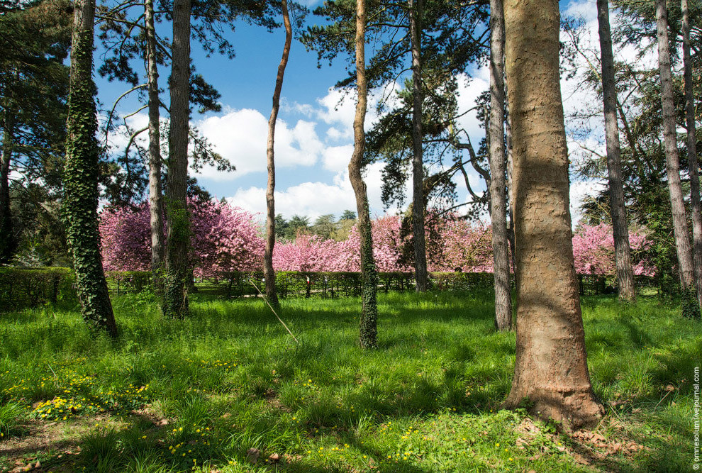 Цветение сакуры во Франции Цветение сакуры во Франции
