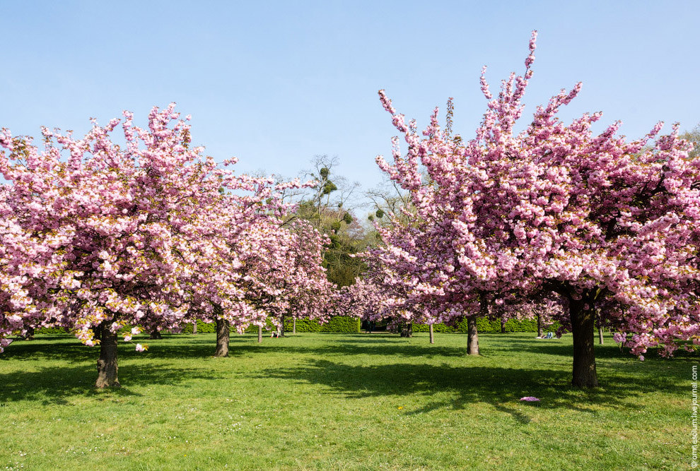 Цветение сакуры во Франции Цветение сакуры во Франции