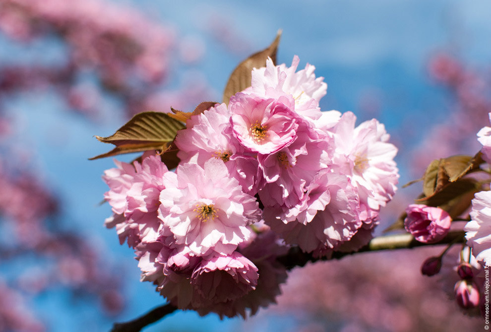 Цветение сакуры во Франции Цветение сакуры во Франции