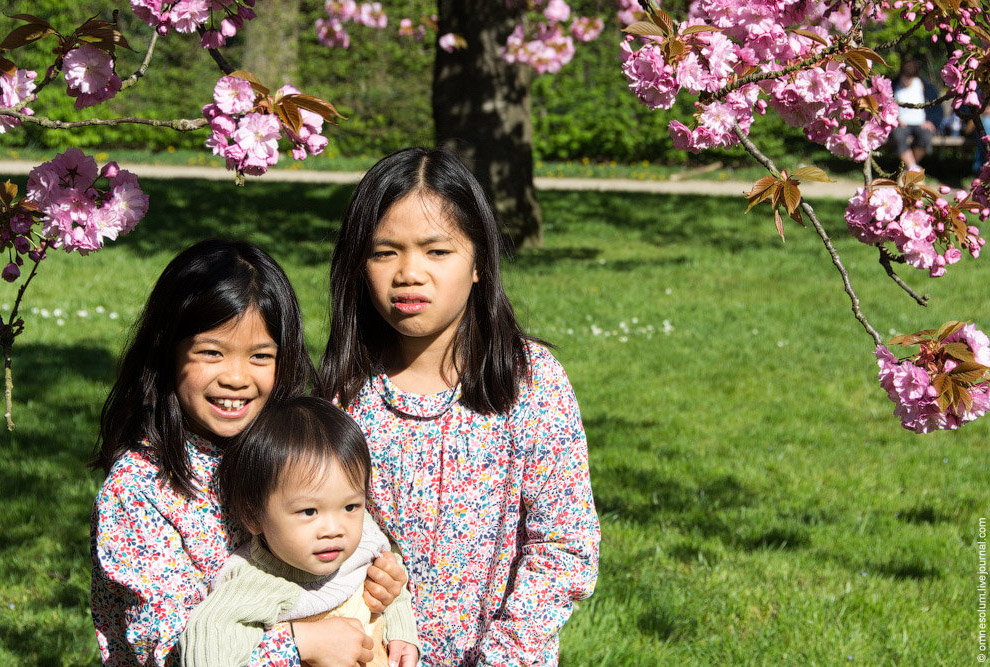 Цветение сакуры во Франции Цветение сакуры во Франции