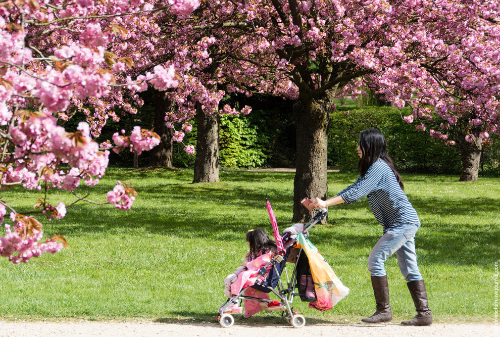 Цветение сакуры во Франции Цветение сакуры во Франции