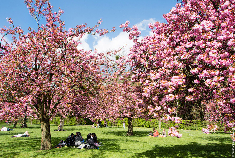 Цветение сакуры во Франции Цветение сакуры во Франции