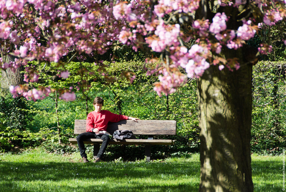 Цветение сакуры во Франции Цветение сакуры во Франции