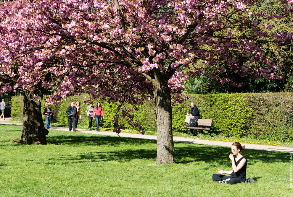 Цветение сакуры во Франции Цветение сакуры во Франции