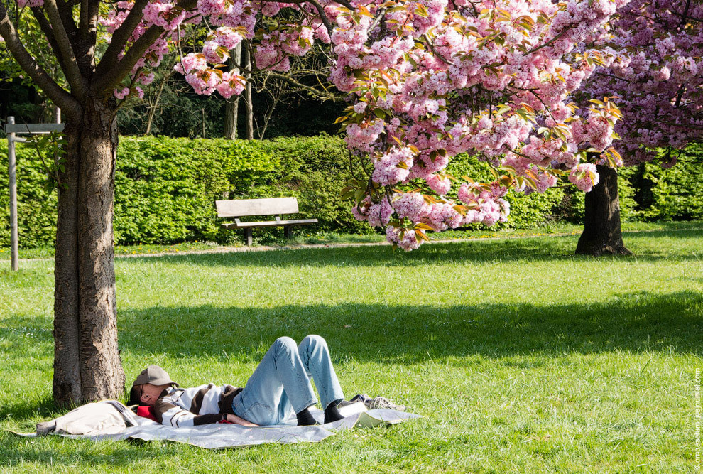Цветение сакуры во Франции Цветение сакуры во Франции