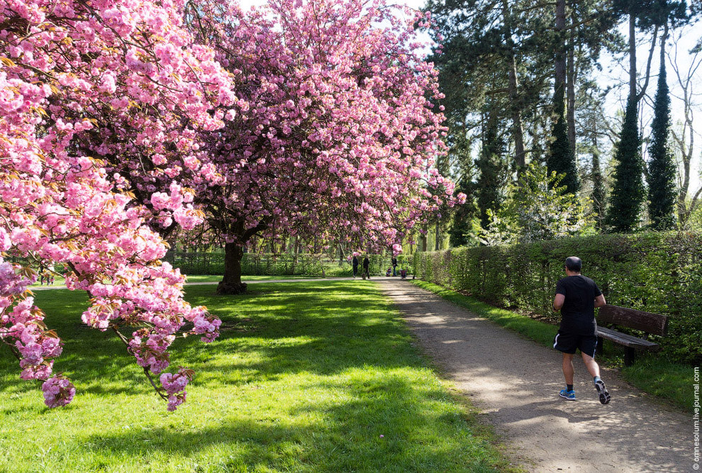 Цветение сакуры во Франции Цветение сакуры во Франции