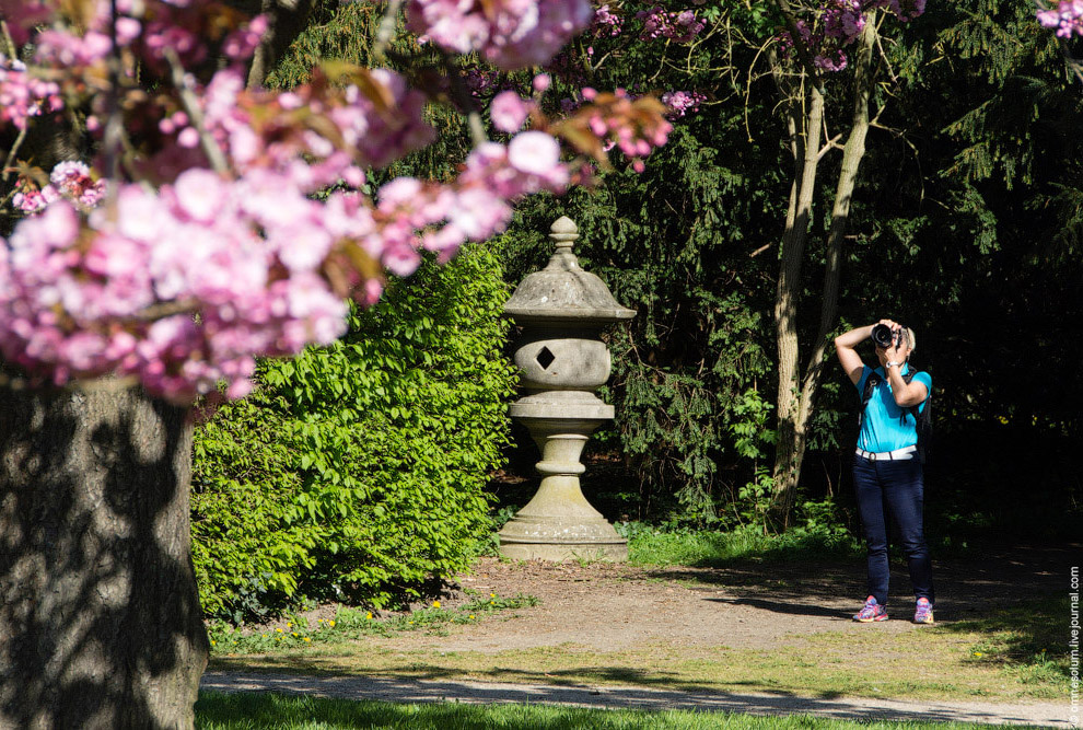 Цветение сакуры во Франции Цветение сакуры во Франции