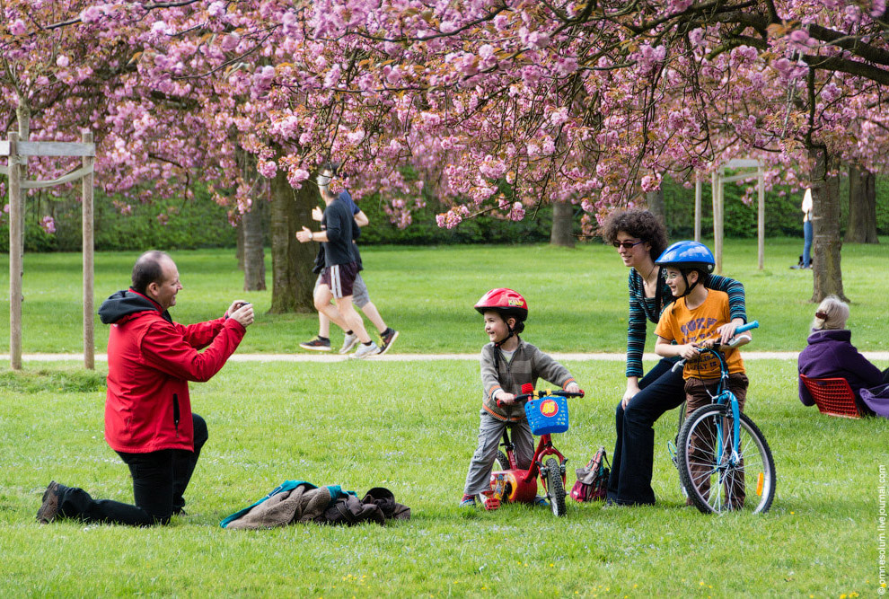 Цветение сакуры во Франции Цветение сакуры во Франции