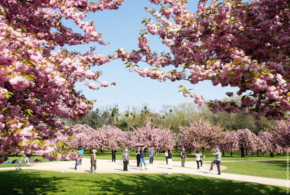 Цветение сакуры во Франции Цветение сакуры во Франции