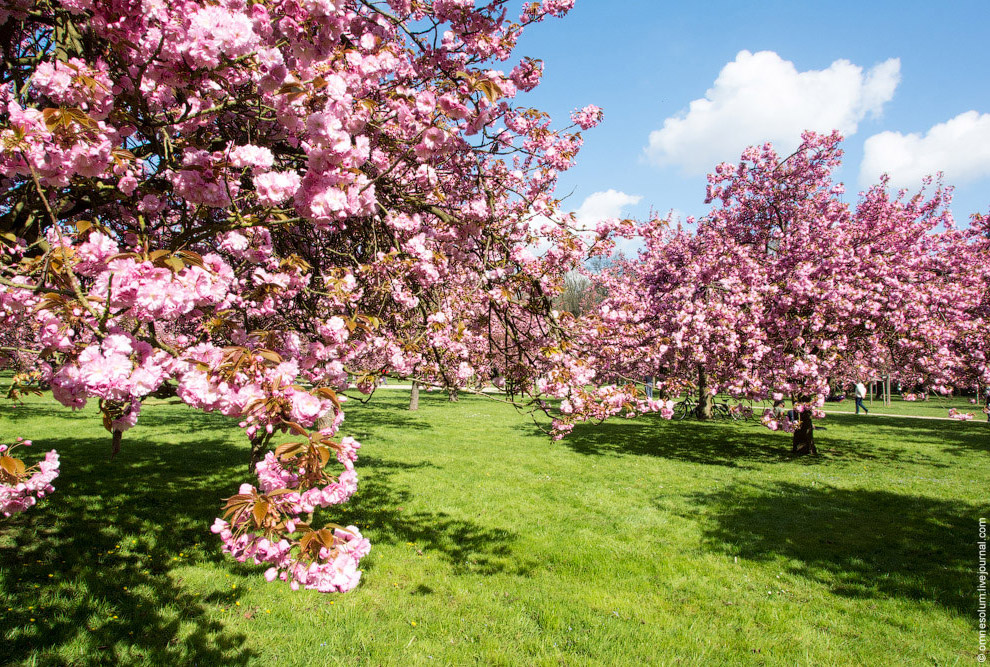 Цветение сакуры во Франции Цветение сакуры во Франции