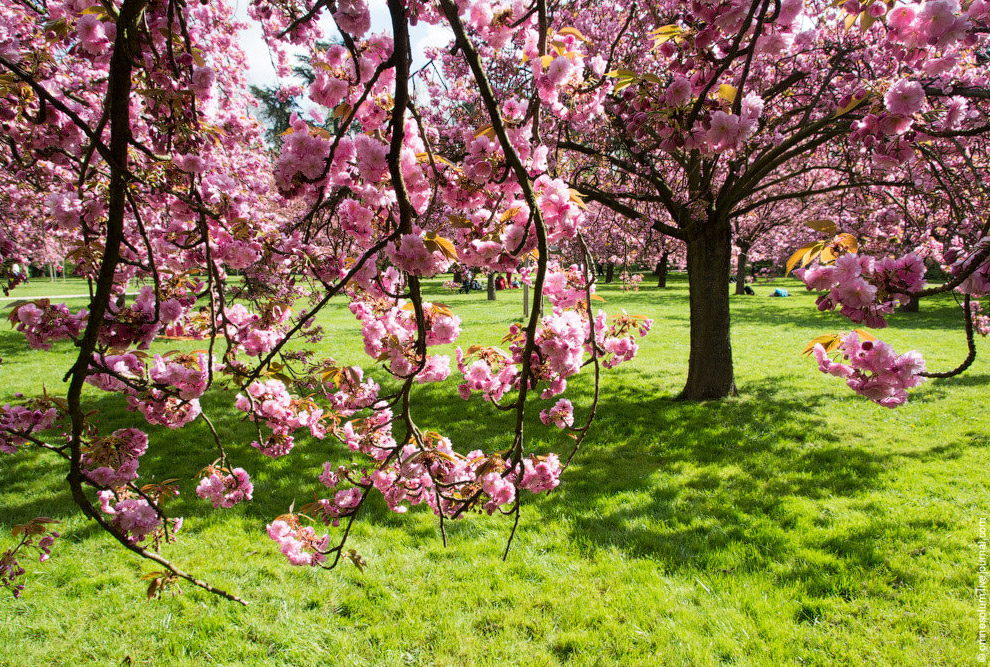 Цветение сакуры во Франции Цветение сакуры во Франции