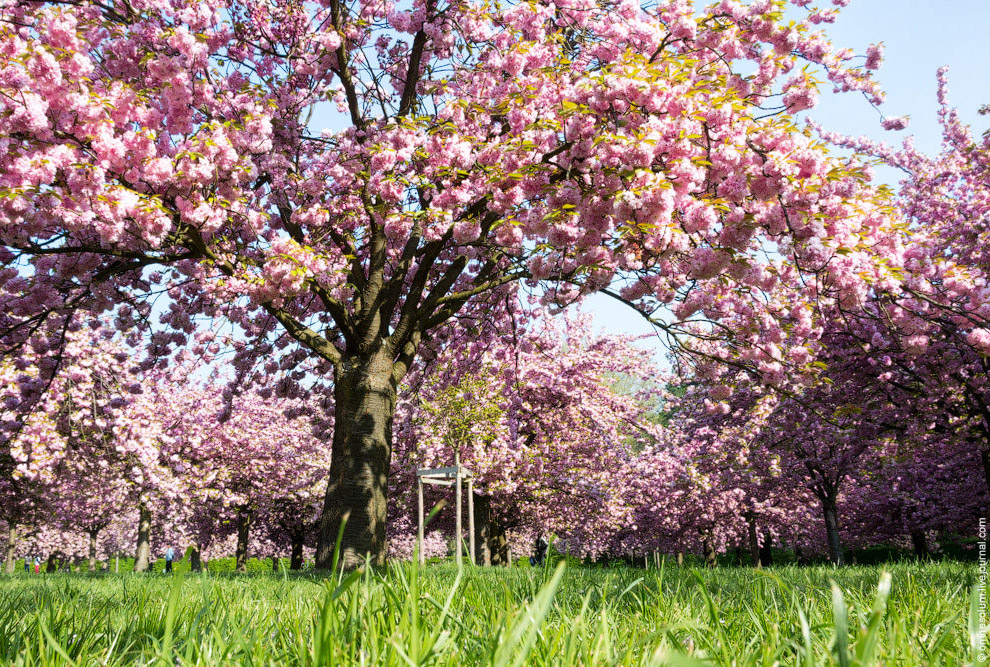 Цветение сакуры во Франции Цветение сакуры во Франции