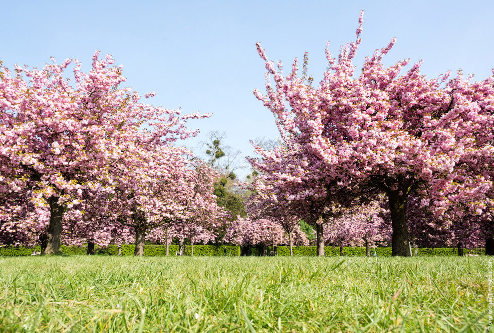 Цветение сакуры во Франции Цветение сакуры во Франции