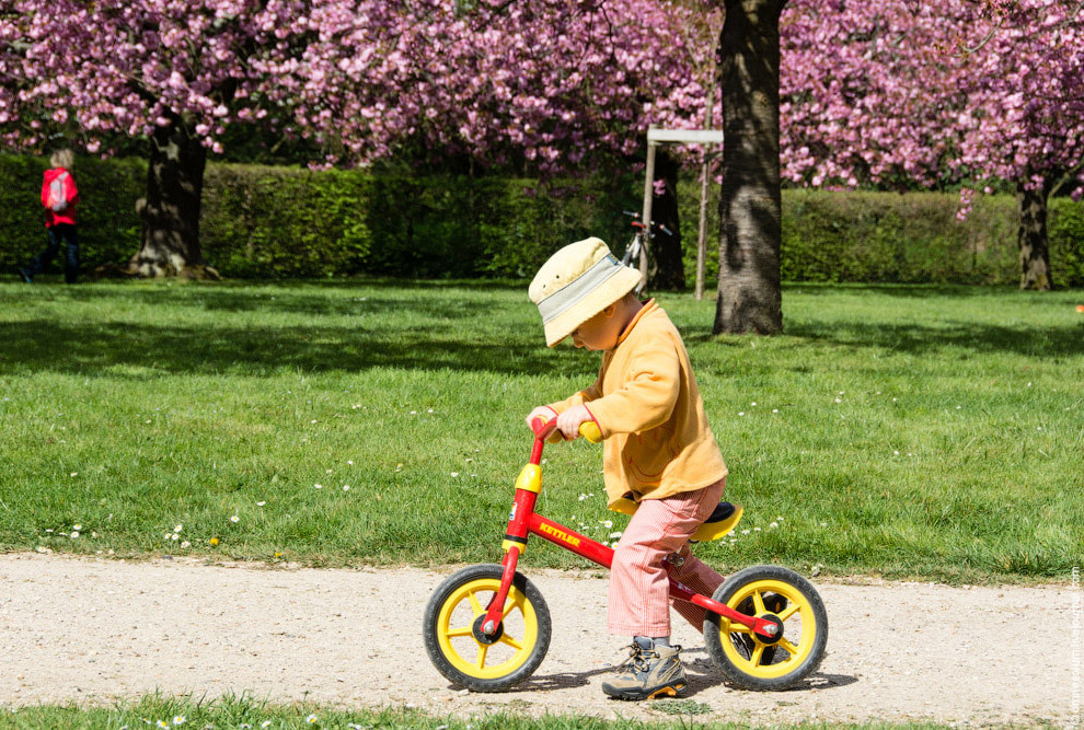 Цветение сакуры во Франции Цветение сакуры во Франции
