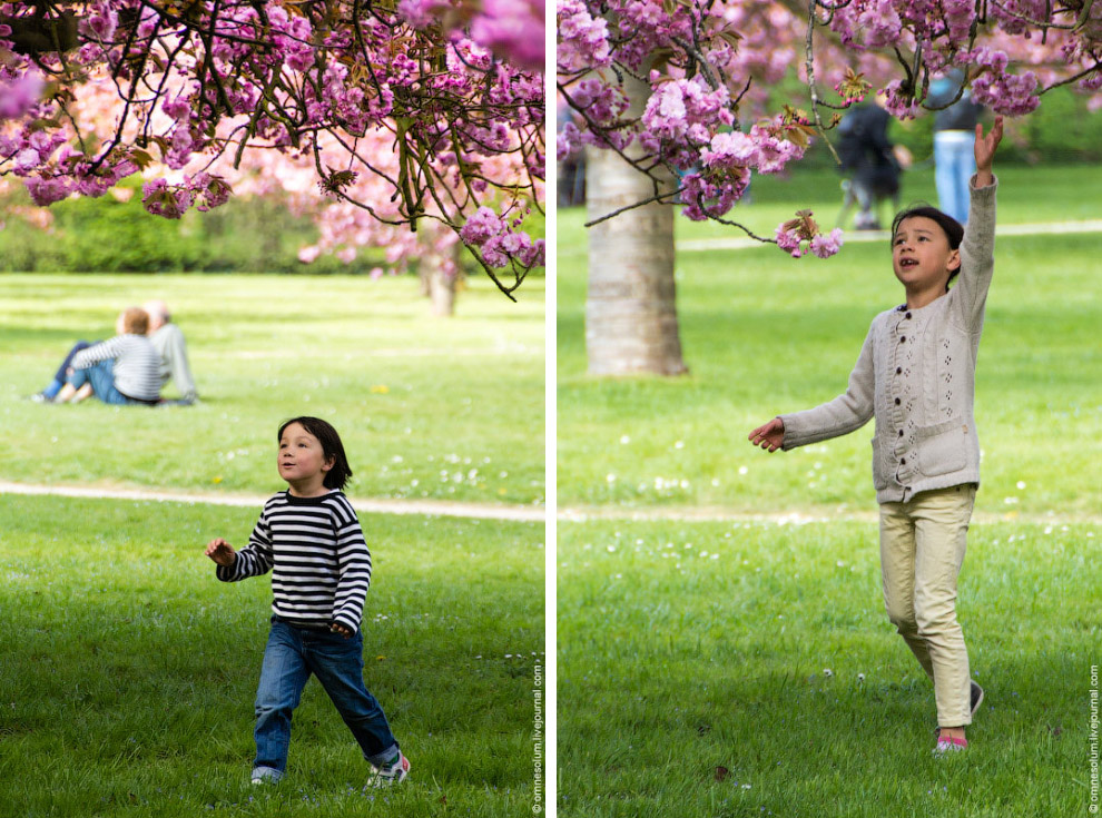 Цветение сакуры во Франции Цветение сакуры во Франции