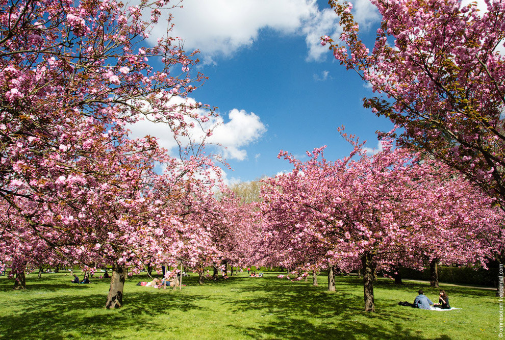 Цветение сакуры во Франции Цветение сакуры во Франции