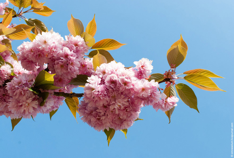 Цветение сакуры во Франции Цветение сакуры во Франции