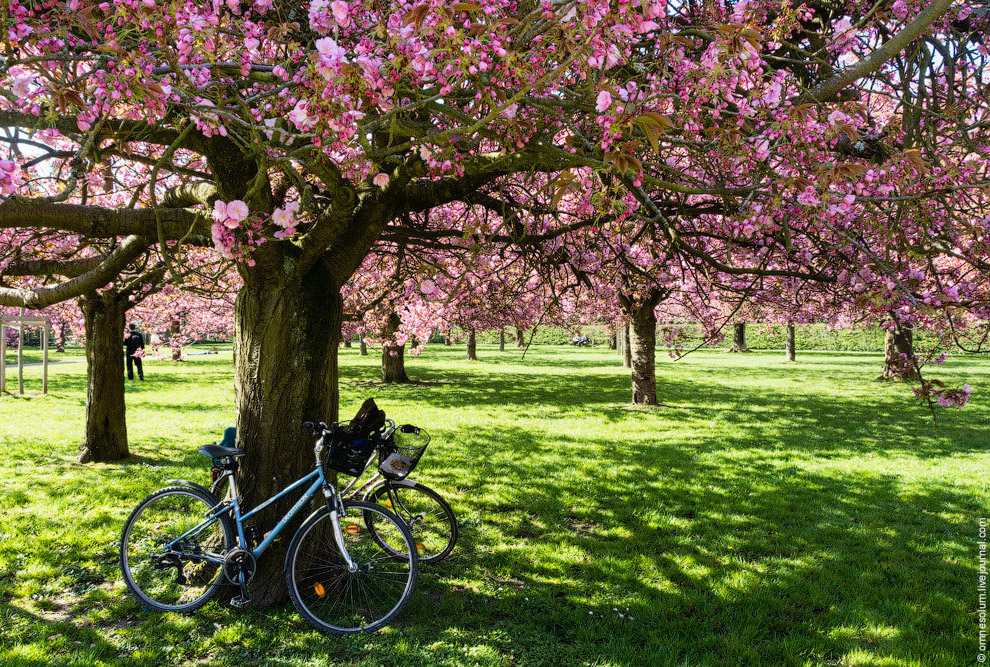 Цветение сакуры во Франции Цветение сакуры во Франции