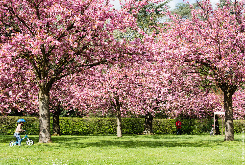 Цветение сакуры во Франции Цветение сакуры во Франции
