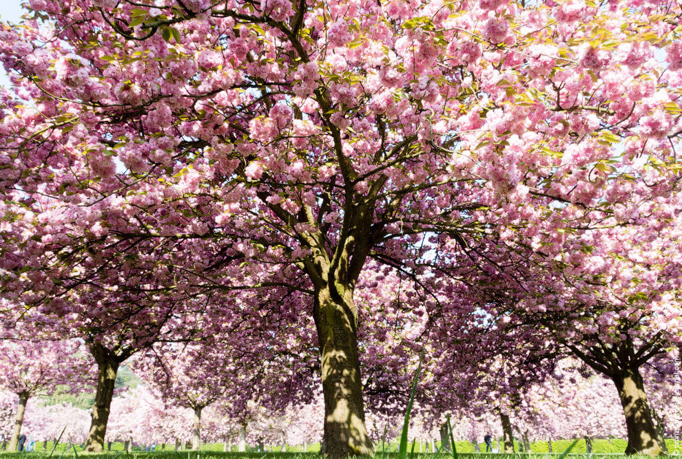Цветение сакуры во Франции Цветение сакуры во Франции