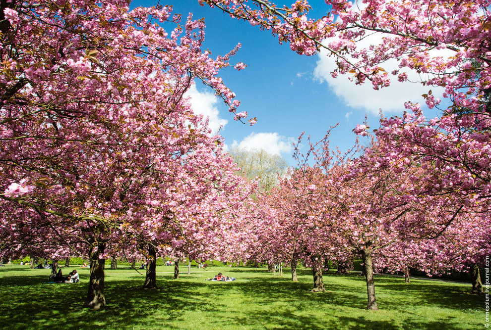 Цветение сакуры во Франции Цветение сакуры во Франции