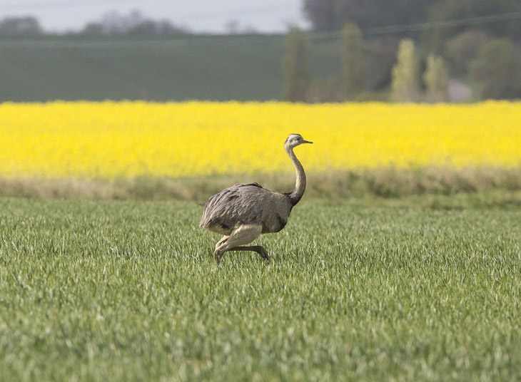 Животные в фотографиях Животные в фотографиях