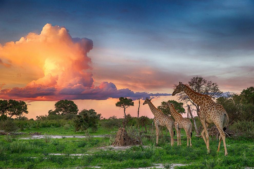 Животные в фотографиях Животные в фотографиях