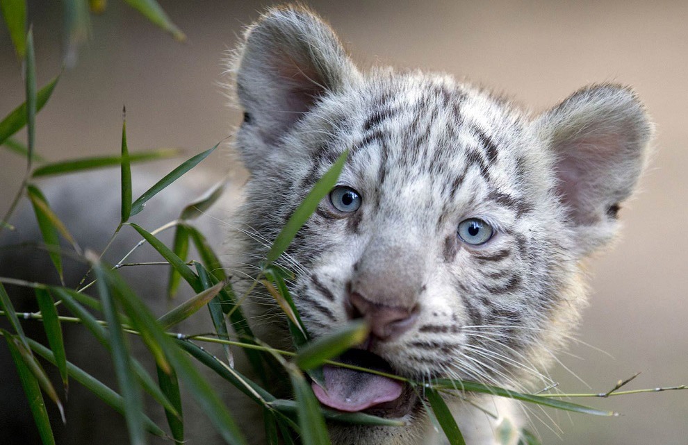 Животные в фотографиях Животные в фотографиях