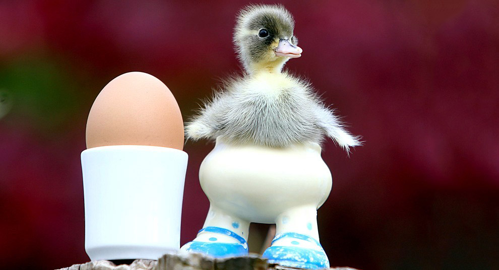 Животные в фотографиях Животные в фотографиях