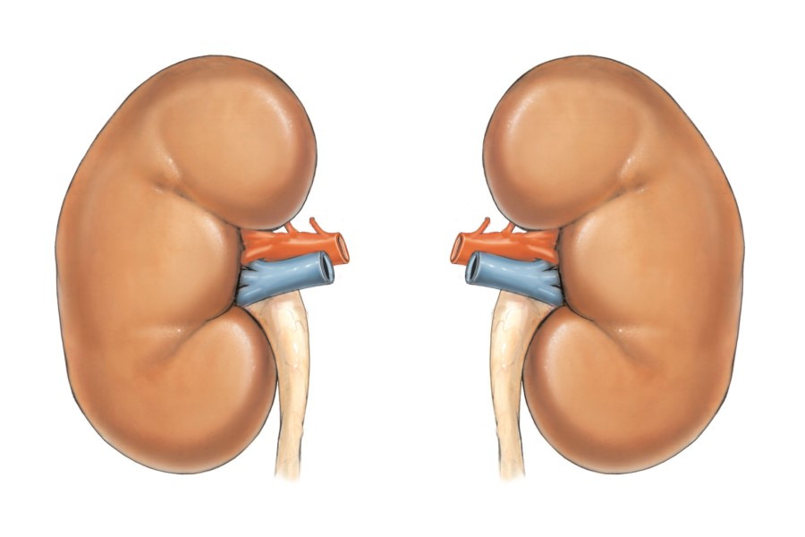 Волшебный кориандр Волшебный кориандр