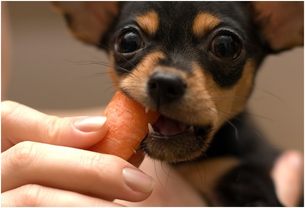 Топ лучших пород собак для квартиры Топ лучших пород собак для квартиры