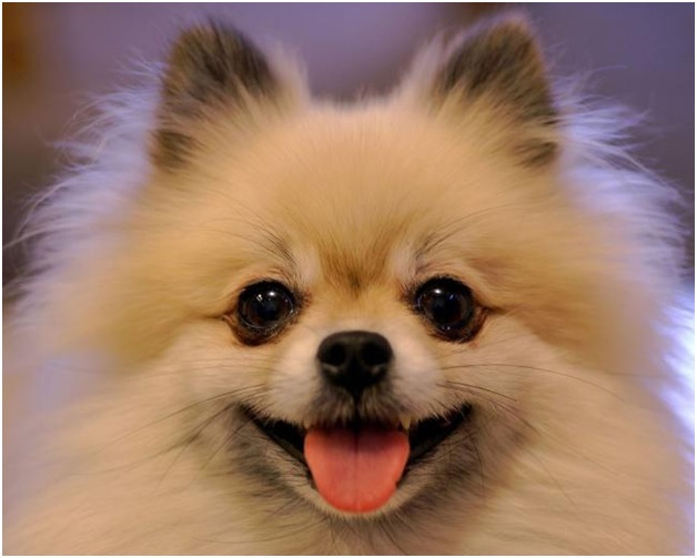 Топ лучших пород собак для квартиры Топ лучших пород собак для квартиры