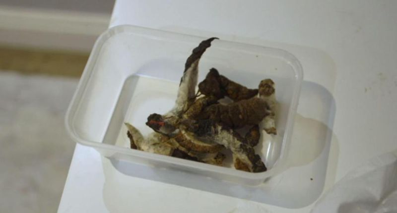 Гламурная блогерша оказалась редкостной засранкой