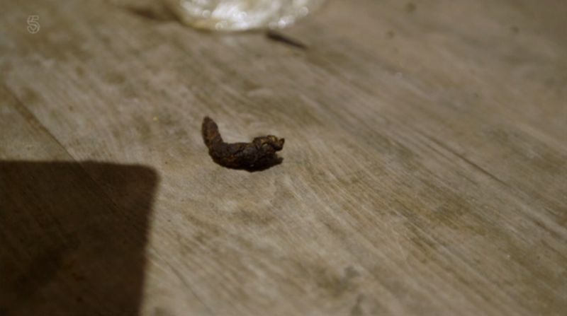 Гламурная блогерша оказалась редкостной засранкой