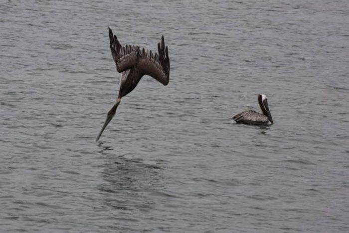 Снимки, сделанные в самый подходящий момент
