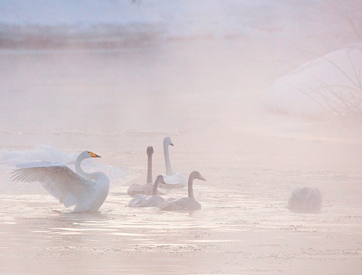 Лебединая Камчатка Лебединая Камчатка