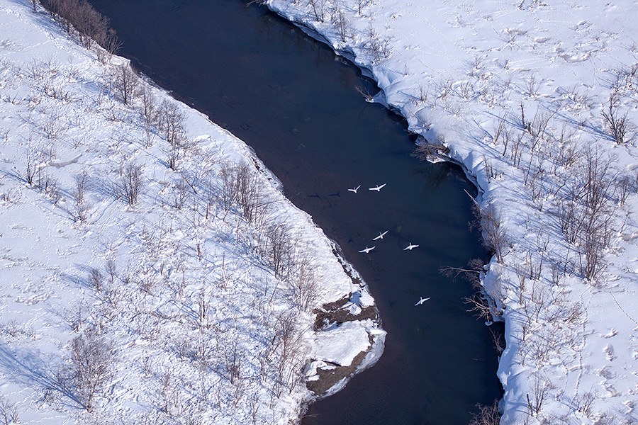Лебединая Камчатка Лебединая Камчатка