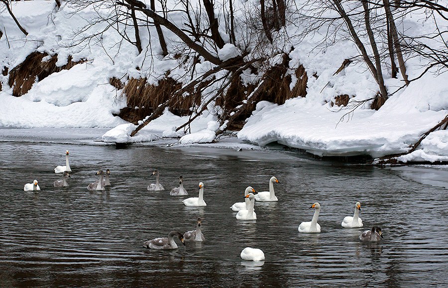 Лебединая Камчатка Лебединая Камчатка