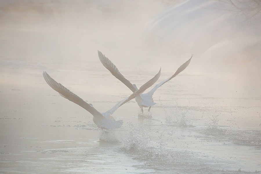 Лебединая Камчатка Лебединая Камчатка