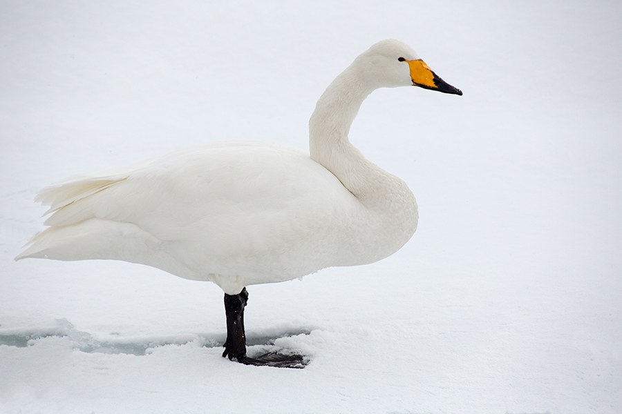 Лебединая Камчатка Лебединая Камчатка