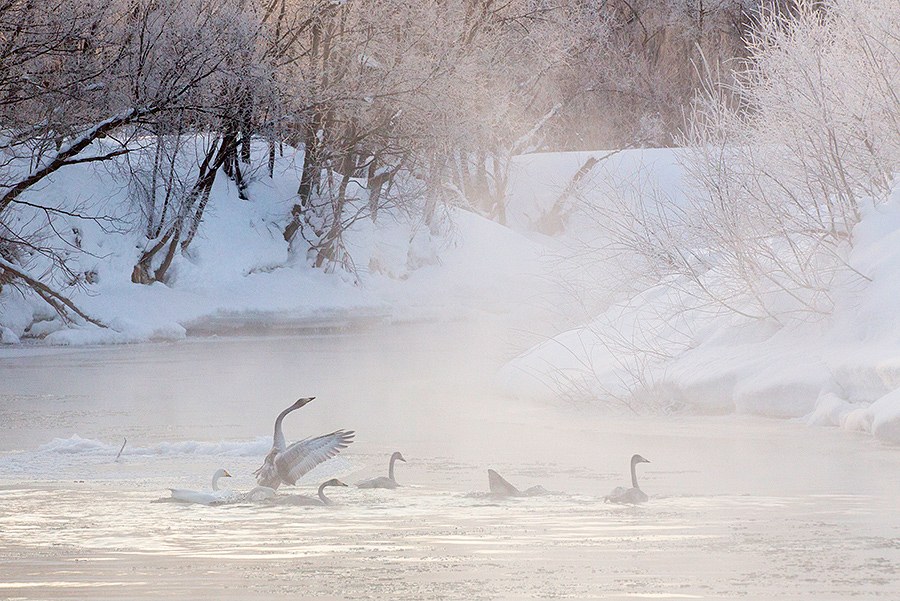 Лебединая Камчатка Лебединая Камчатка