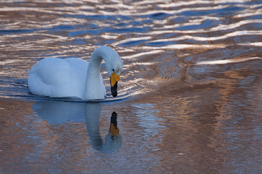 Лебединая Камчатка Лебединая Камчатка