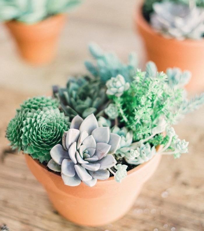 Неприхотливые растения для тех, у кого нет времени