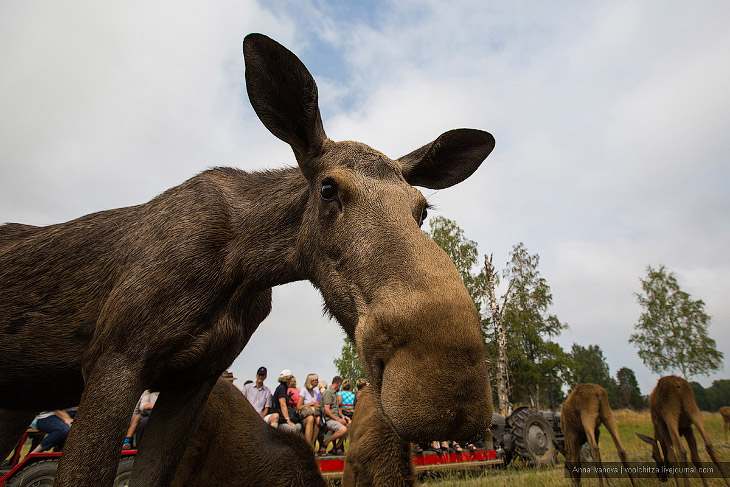 Лосиная ферма Лосиная ферма