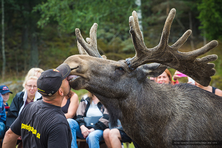 Лосиная ферма Лосиная ферма