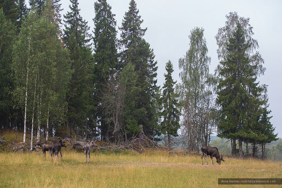 Лосиная ферма Лосиная ферма