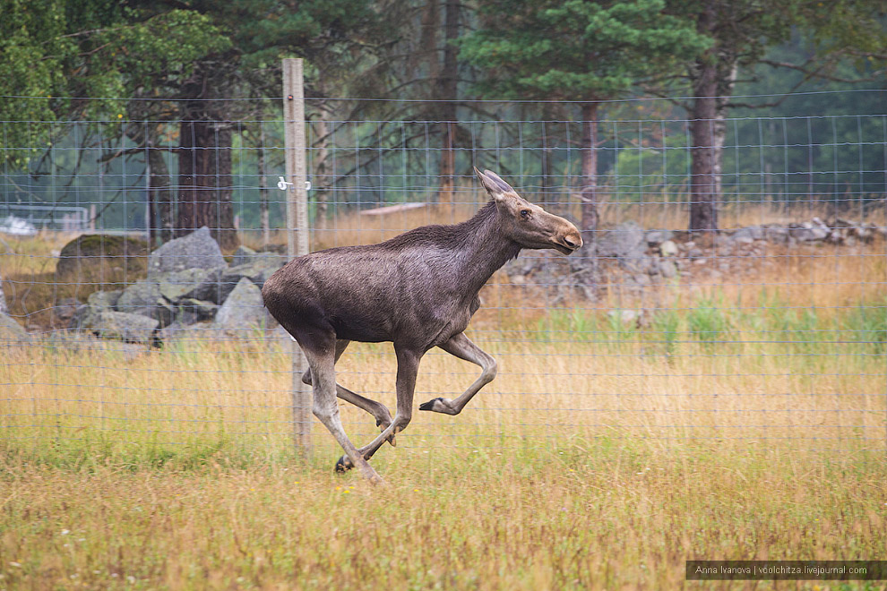 Лосиная ферма Лосиная ферма